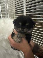 Mini pomeriaan teefje, 8 tot 15 weken, Teef, Eén hond, Chihuahua