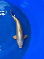 Mukashi 50cm, Karper of Koi