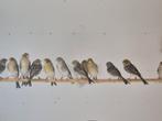 Geel agaat mozaiek kanaries te koop, Dieren en Toebehoren, Vogels | Kanaries, Meerdere dieren, Kleurkanarie