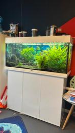Juwel rio 180 compleet, zelf leeghalen (100x40x50), Dieren en Toebehoren, Vissen | Aquaria en Toebehoren, Ophalen, Gebruikt, Gevuld zoetwateraquarium