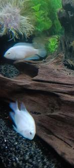 Zuid Amerikaanse witte cichliden., Dieren en Toebehoren, Vissen | Aquariumvissen, Vis