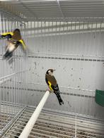 Bloemputter poppen 2025, Vrouwelijk, Wildzangvogel, Geringd