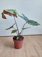 Alocasia Cyrtosperma / 'Black Jack' -Reuzentaro/Olifantsoor, Huis en Inrichting, Kamerplanten, Ophalen, Overige soorten, Halfschaduw