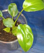 Philodendron Burle Marx, Huis en Inrichting, Kamerplanten, Ophalen of Verzenden, Halfschaduw, Minder dan 100 cm