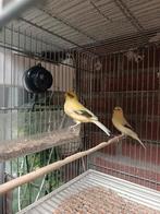 Koppel kanarie, Meerdere dieren, Kleurkanarie