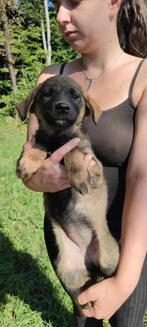 Xsyla – het zusje van Gildie, klein maar dapper, Dieren en Toebehoren, Particulier, Rabiës (hondsdolheid), 15 weken tot 1 jaar