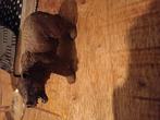 Schleich grizzly beer, Verzamelen, Ophalen of Verzenden, Zo goed als nieuw, Wild dier, Beeldje of Figuurtje