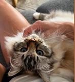 Kattenoppas hotel, Dieren en Toebehoren, Katten en Kittens | Raskatten | Langhaar, Poes