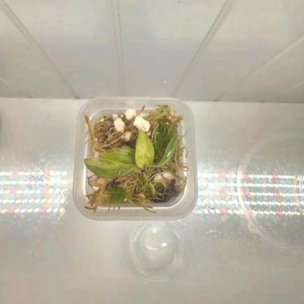 Philodendron gloriosum tricolor S 4, Huis en Inrichting, Kamerplanten, Minder dan 100 cm, Halfschaduw, Ophalen of Verzenden