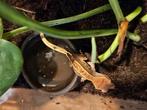 Wimper gekko baby's, Dieren en Toebehoren, Hagedis, 0 tot 2 jaar