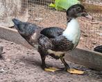 2 jonge muskuseenden, geboren in juni, Dieren en Toebehoren, Pluimvee