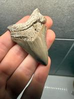 Otodus Chubentenis tand Peru - 6cm, Verzamelen, Ophalen of Verzenden, Fossiel