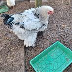 Groot brahma krulveer haan, Mannelijk, Kip