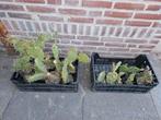 Cactus Opuntia Schijfcactus, Ophalen, Zomer, Volle zon