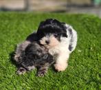Te koop mooie Blue merle Maltipoo pups, Nederland, CDV (hondenziekte), 8 tot 15 weken, Meerdere