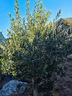Mooie Olijfboom 180 cm hoog, Tuin en Terras, Planten | Bomen, Lente, 100 tot 250 cm, Olijfboom, Ophalen