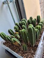 Echinopsis scopilucola & peyote, Huis en Inrichting, Kamerplanten, Ophalen, Overige soorten, Minder dan 100 cm