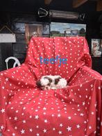 Te koop mooie kleinblijvende boomer pups, Overige rassen, CDV (hondenziekte), 8 tot 15 weken, Meerdere