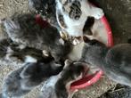 Boerderij kittens/katten, Meerdere dieren