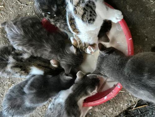 Boerderij kittens/katten, Dieren en Toebehoren, Katten en Kittens | Overige Katten, Meerdere dieren