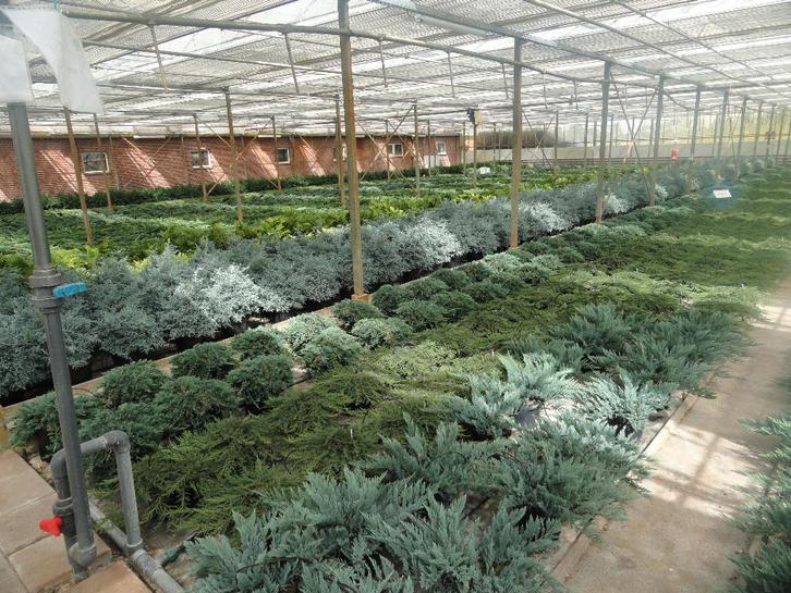 planten, Tuin en Terras, Planten | Tuinplanten, Vaste plant, Overige soorten, Halfschaduw, Bloeit niet, Ophalen