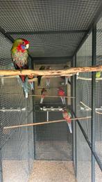 7 mooie pinanten te koop, Dieren en Toebehoren, Vogels | Parkieten en Papegaaien, Geslacht onbekend, Parkiet