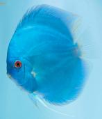 Discus man gezocht zo'n 1 als op de foto, Dieren en Toebehoren, Vissen | Aquariumvissen, Vis