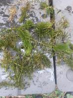 Gedoornd hoornblad zuurstofplant voor vijver, Tuin en Terras, Vijvers, Ophalen of Verzenden