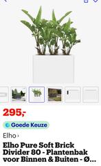 Elho Room Divider, 100 tot 150 cm, Overige soorten, In pot, Groene kamerplant