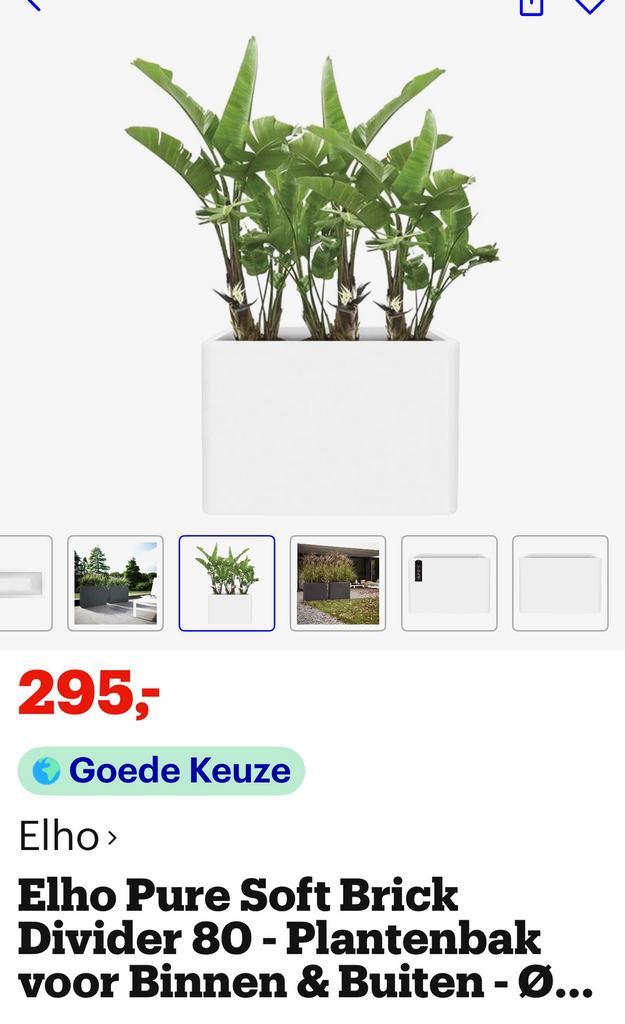 Elho Room Divider, Huis en Inrichting, Kamerplanten, Overige soorten, 100 tot 150 cm, Groene kamerplant, Halfschaduw, In pot, Ophalen of Verzenden