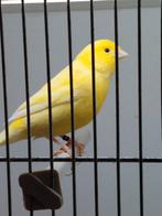 Kanarie man raza espagnola, Mannelijk, Kleurkanarie