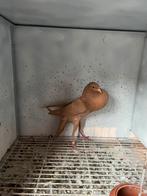 Brunner kropper, Dieren en Toebehoren, Vogels | Duiven, Meerdere dieren, Overige soorten