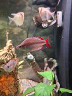 Melanotaenia Praecox 7 stuks, Dieren en Toebehoren, Vis