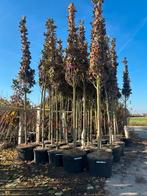 Magnolia Grandiflora 🍀❗️groenblijvend❗️🍀, Tuin en Terras, Ophalen, Volle zon, Overige soorten