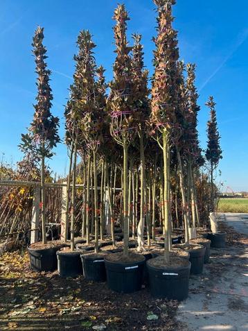 Magnolia Grandiflora 🍀❗️groenblijvend❗️🍀 beschikbaar voor biedingen