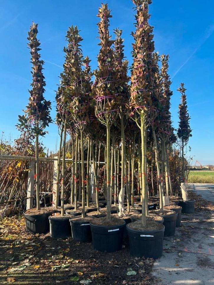 Magnolia Grandiflora 🍀❗️groenblijvend❗️🍀, Tuin en Terras, Planten | Bomen, Overige soorten, Volle zon, Ophalen