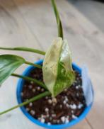 Philodendron Jose Buono, Ophalen, Overige soorten, Minder dan 100 cm
