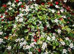 Cotoneaster - dwergmispel  heester/struiken, Tuin en Terras, Ophalen of Verzenden, Overige soorten, Struik, Minder dan 100 cm