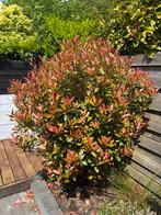 Glansmispel af te halen, Tuin en Terras, Planten | Struiken en Hagen, Ophalen, Overige soorten