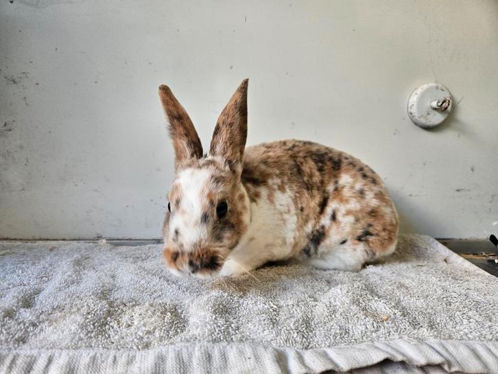 Jonge rexdwergen, Dieren en Toebehoren, Konijnen, Dwerg, Mannelijk, 0 tot 2 jaar