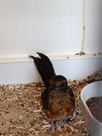 Te koop schamalijsters, Meerdere dieren, Tropenvogel, Geringd