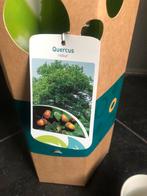 Jonge Quercus Robur (Zomereik) in Pot, Tuin en Terras, Bloeit niet, Overige soorten, Minder dan 100 cm, Ophalen