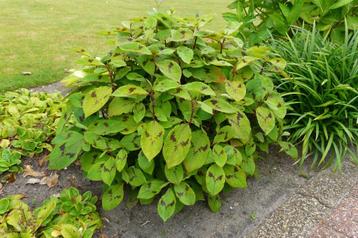Persicaria  Virginiana Lance Corporal beschikbaar voor biedingen