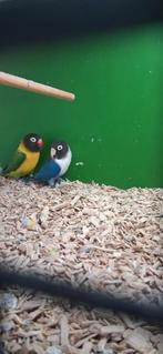 Agapornis koppels, Dieren en Toebehoren, Meerdere dieren, Dwergpapegaai of Agapornis