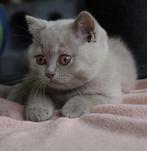 Britse Korthaar kitten: lilac kater met stamboom:MAG 9/6 WEG, Dieren en Toebehoren, Katten en Kittens | Raskatten | Korthaar, Meerdere dieren