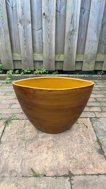 Oker kleurige planter beschikbaar voor biedingen