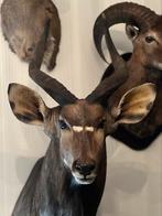 Mooie opgezette kop nyala, Ophalen, Zo goed als nieuw, Wild dier, Opgezet dier