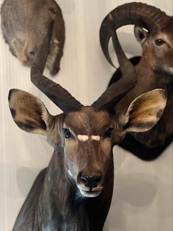 Mooie opgezette kop nyala beschikbaar voor biedingen