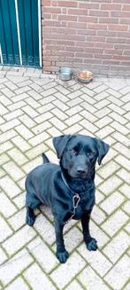 Labrador, Dieren en Toebehoren, Rabiës (hondsdolheid), Overige rassen, Teef, Eén hond