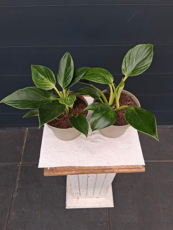 Philodendron Birkin in kweek potten, Huis en Inrichting, Kamerplanten, Ophalen